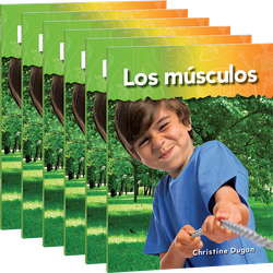 Los músculos 6-Pack